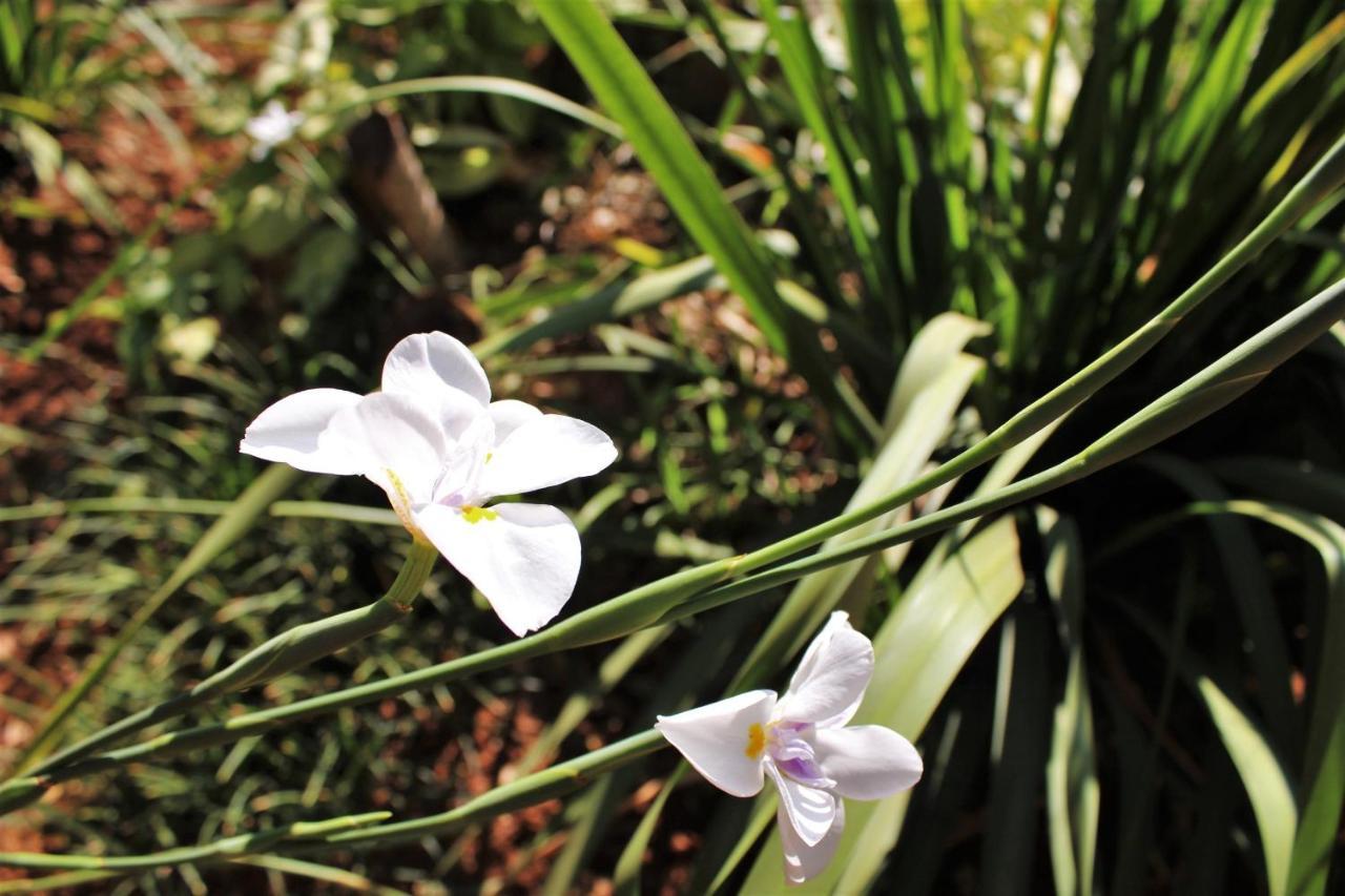 Ngwenya Boutique Hotel Lephalale Dış mekan fotoğraf
